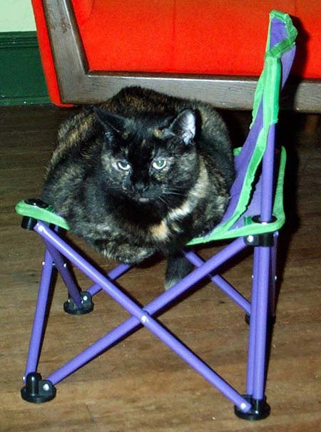 cat_chair